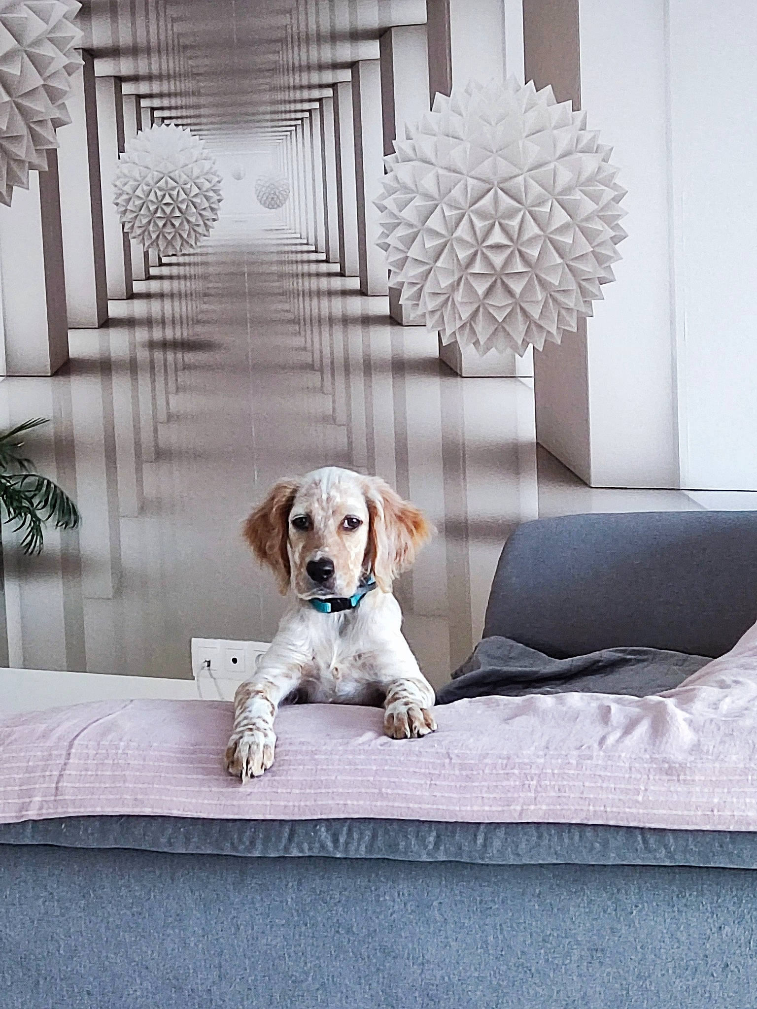 Saika a rejoint le concours — aidez-le/la à gagner de superbes lots ! carnivore, chair, comfort, companion_dog, couch, dog, dog_breed, dog_supply, fawn, floor, flooring, furniture, grey, living_room, picture_frame, rectangle, studio_couch, table, textile, wood