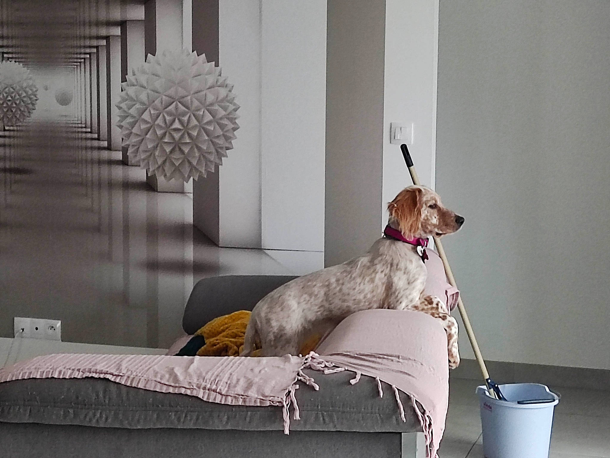 Saika a rejoint le concours — aidez-le/la à gagner de superbes lots ! art, carnivore, collar, comfort, companion_dog, couch, dog, dog_breed, dog_supply, fawn, flooring, furniture, grey, interior_design, living_room, pet_supply, room, studio_couch, wood, working_animal