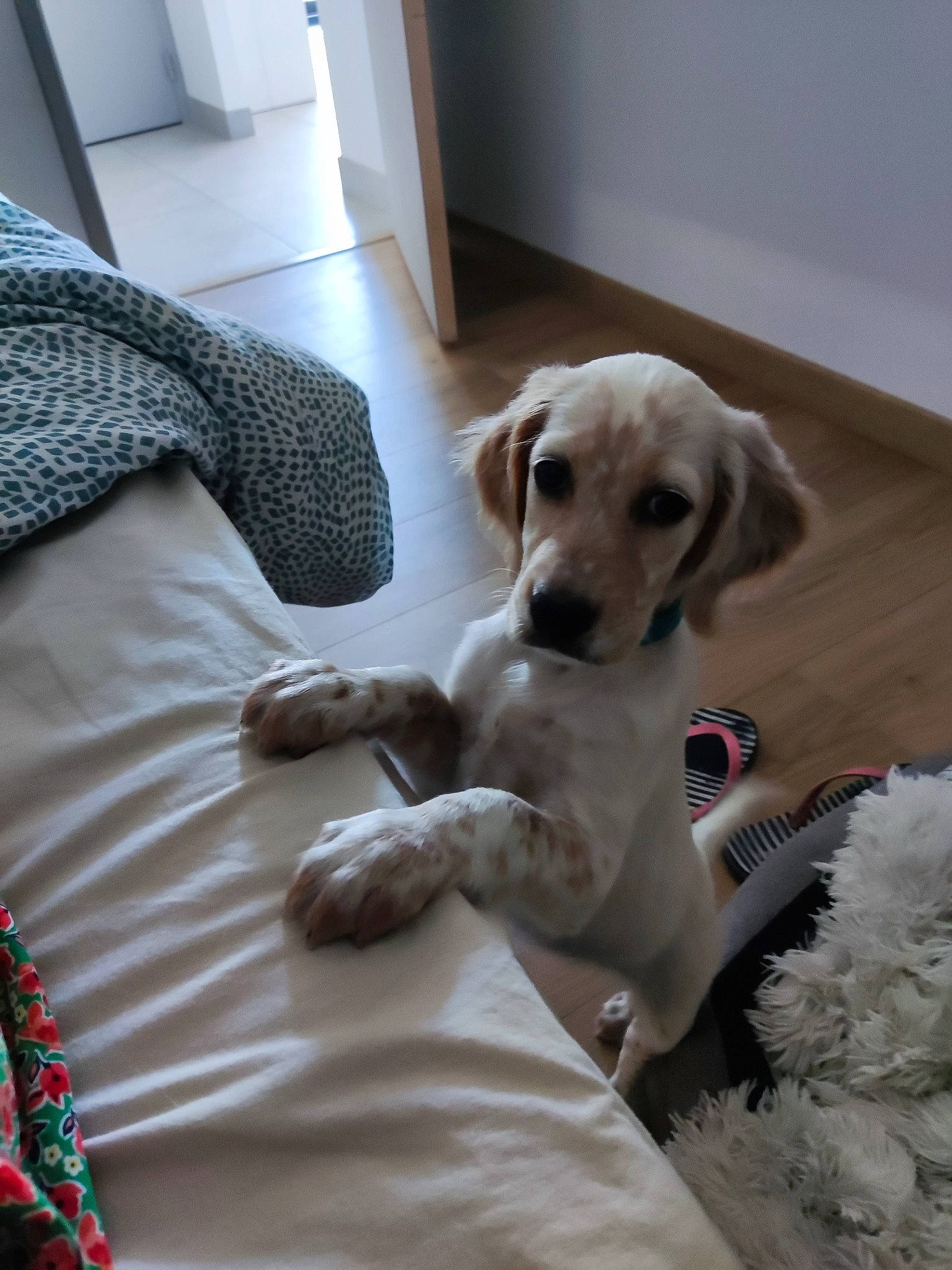 Saika a rejoint le concours — aidez-le/la à gagner de superbes lots ! canidae, carnivore, collar, comfort, companion_dog, couch, dog, dog_breed, dog_collar, dog_supply, fawn, flooring, fur, gun_dog, linens, retriever, sporting_group, tail, wood, working_animal