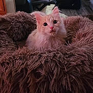 Clementine is registered to the contest to win money with this photo: kitten, cat, pet_bed, fluffy, indoor, cozy, animal, cute, feline, young, fur, soft, round_eyes, curious, domestic_cat, resting, comfort, brown, cream, closeup