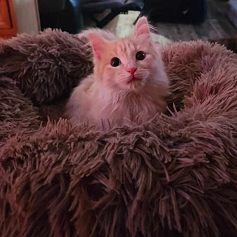 Clementine is registered to the contest to win money with this photo: kitten, cat, pet_bed, fluffy, indoor, cozy, animal, cute, feline, young, fur, soft, round_eyes, curious, domestic_cat, resting, comfort, brown, cream, closeup