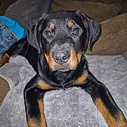Onyx joined the competition — help win amazing prizes! animal, black, blanket, brown, close_up, couch, cozy, dog, ears, eyes, face, front_legs, fur, home, indoors, looking_at_camera, nose, pet, puppy, rottweiler
