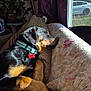 Onyx is registered to the contest to win money with this photo: blanket, collar, comfort, couch, cozy, daylight, dog, dog_tag, fur, home, indoor, paw, pet, plant, quilt, relaxing, rottweiler, sleeping, sunlight, window