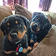 Raven is registered to the contest to win money with this photo: animal, black, brown, closeup, collar, couch, cozy, cushion, cute, dog, fur, home, indoor, looking, pets, portrait, puppy, rottweiler, tag, young