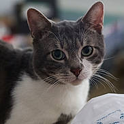 Anakin a rejoint le concours — aidez-le/la à gagner de superbes lots ! animal, cat, closeup, crumpled_paper, curious, domestic_cat, ears, face, feline, gray_cat, green_eyes, indoor, looking, paper, pet, portrait, soft_light, whiskers, white_fur, wooden_surface