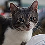 animal, cat, closeup, crumpled_paper, curious, domestic_cat, ears, face, feline, gray_cat, green_eyes, indoor, looking, paper, pet, portrait, soft_light, whiskers, white_fur, wooden_surface