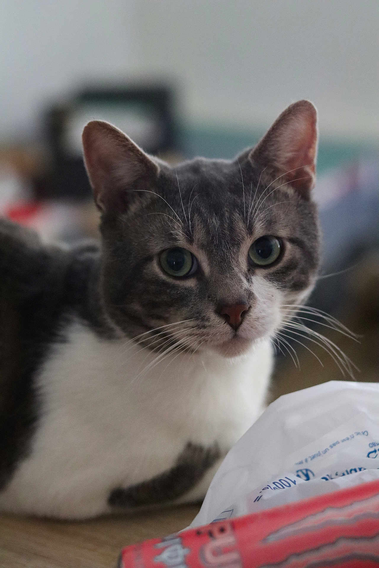 Anakin a rejoint le concours — aidez-le/la à gagner de superbes lots ! animal, cat, closeup, crumpled_paper, curious, domestic_cat, ears, face, feline, gray_cat, green_eyes, indoor, looking, paper, pet, portrait, soft_light, whiskers, white_fur, wooden_surface