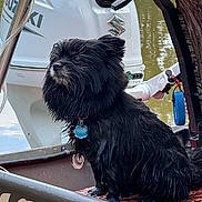 Chewy joined the competition — help win amazing prizes! dog, black_dog, wet_fur, boat, motor, water, outdoor, pet, animal, collar, tag, lake, reflection, side_view, sitting, calm, daytime, nature, animal_portrait, watercraft