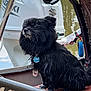 animal, animal_portrait, black_dog, boat, calm, collar, daytime, dog, lake, motor, nature, outdoor, pet, reflection, side_view, sitting, tag, water, watercraft, wet_fur