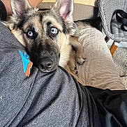 Cheetos joined the competition — help win amazing prizes! dog, german_shepherd, blue_eyes, pet, resting, couch, blanket, person, arm, indoor, furniture, relaxation, companion, canine, ears, nose, fur, paw, home, comfort