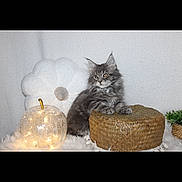 Alhambra participe au concours pour gagner de l'argent avec cette photo : kitten, cat, gray_fur, fluffy, woven_basket, decor, glowing_apple, light, flower_pillow, soft_texture, indoor, pet, cute, cozy, feline, animal, small, resting, home, relaxed