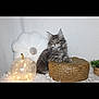 kitten, cat, gray_fur, fluffy, woven_basket, decor, glowing_apple, light, flower_pillow, soft_texture, indoor, pet, cute, cozy, feline, animal, small, resting, home, relaxed