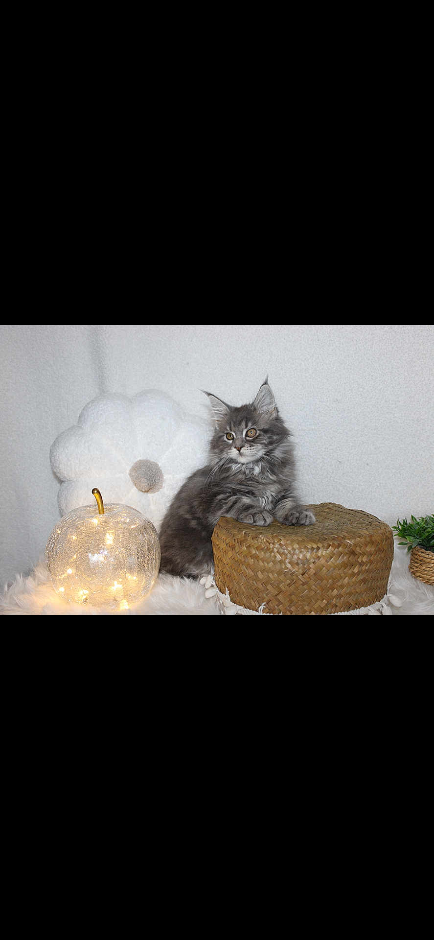 Alhambra participe au concours pour gagner de l'argent avec cette photo : kitten, cat, gray_fur, fluffy, woven_basket, decor, glowing_apple, light, flower_pillow, soft_texture, indoor, pet, cute, cozy, feline, animal, small, resting, home, relaxed