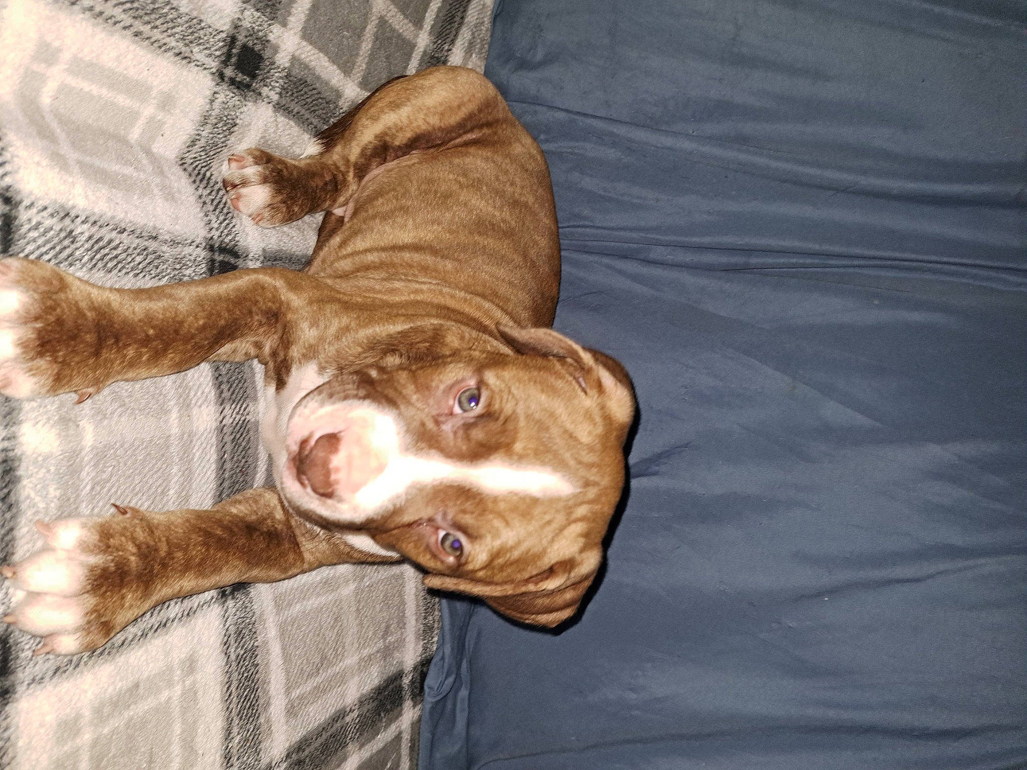 Hercules joined the competition — help win amazing prizes! canidae, carnivore, comfort, companion_dog, dog, dog_breed, dog_supply, fawn, fur, guard_dog, gun_dog, liver, natural_material, pet_supply, sporting_group, tail, terrestrial_animal, treeing_tennessee_brindle, working_animal