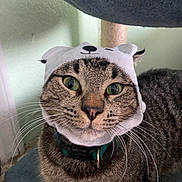 Romero joined the competition — help win amazing prizes! cat, tabby, animal, pet, hat, costume, green_eyes, whiskers, collar, indoor, closeup, cute, curious, fur, face, ears, domestic, looking, portrait, feline