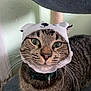 cat, tabby, animal, pet, hat, costume, green_eyes, whiskers, collar, indoor, closeup, cute, curious, fur, face, ears, domestic, looking, portrait, feline