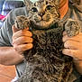 animal, casual, cat, closeup, couch, cozy, eyes, face, fur, furniture, gray_shirt, hand, holding, indoor, person, pet, portrait, smile, tabby_cat, whiskers