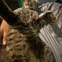 animal, bed, blanket, cat, closeup, comfort, cozy, cute, fur, hand, indoor, mammal, paws, person, pet, relaxed, resting, sleeping, tabby, whiskers