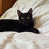 Kara a rejoint le concours — aidez-le/la à gagner de superbes lots ! black_cat, cat, pet, animal, indoor, yellow_eyes, fur, whiskers, bed, blanket, texture, relaxed, resting, cozy, feline, portrait, domestic_cat, cute, lying_down, soft