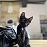 Kara participe au concours pour gagner de l'argent avec cette photo : cat, black_cat, pet, animal, curious, sitting, wooden_table, indoor, black_leather_bag, head_tilt, fur, whiskers, ears, eyes, portrait, domestic_cat, feline, cute, young_cat, closeup