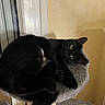 black_cat, cat, indoor, cat_tree, feline, pet, animal, green_eyes, relaxed, looking_at_camera, cozy, gray_furniture, scratching_post, home, curious, cute, whiskers, ears, paw, resting