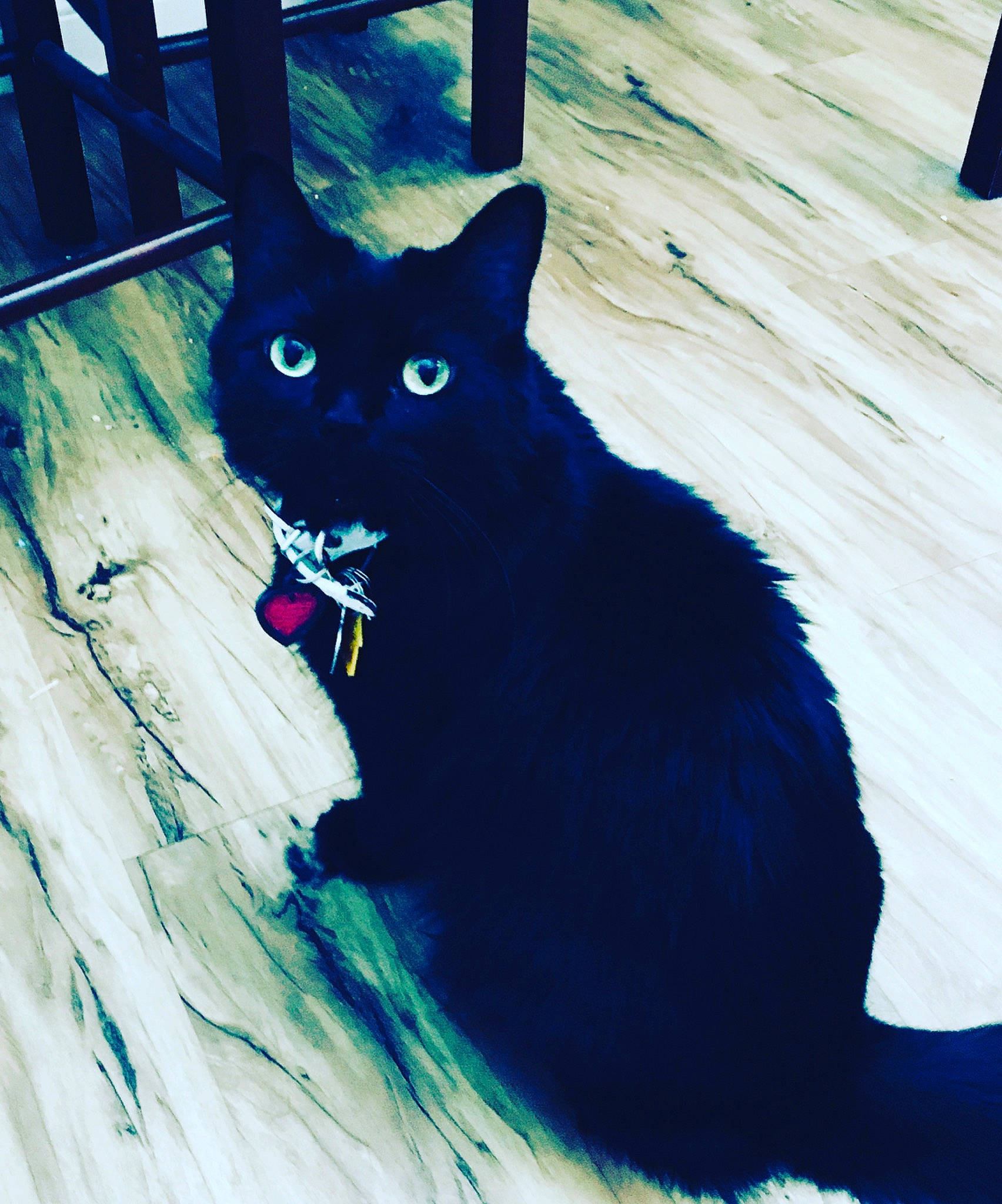 Salem-angel is registered to the contest to win money with this photo: black_cat, carnivore, cat, domestic_short_haired_cat, electric_blue, eye, felidae, fur, grey, hardwood, line, paint, shadow, small_to_medium_sized_cats, snout, tail, tints_and_shades, tree, whiskers, wood