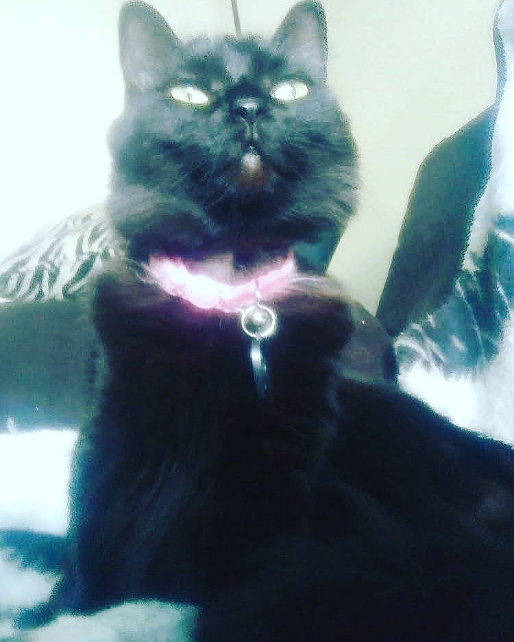 Salem-angel is registered to the contest to win money with this photo: black_cat, carnivore, cat, claw, collar, domestic_short_haired_cat, electric_blue, felidae, fur, paw, roar, small_to_medium_sized_cats, snout, tail, terrestrial_animal, whiskers