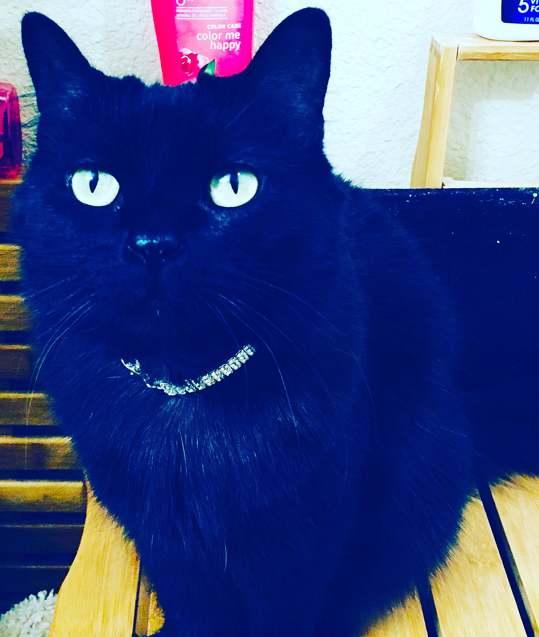 Salem-angel is registered to the contest to win money with this photo: art, black_cat, blue, bombay, carnivore, cat, domestic_short_haired_cat, electric_blue, eye, felidae, fur, small_to_medium_sized_cats, snout, tail, terrestrial_animal, whiskers