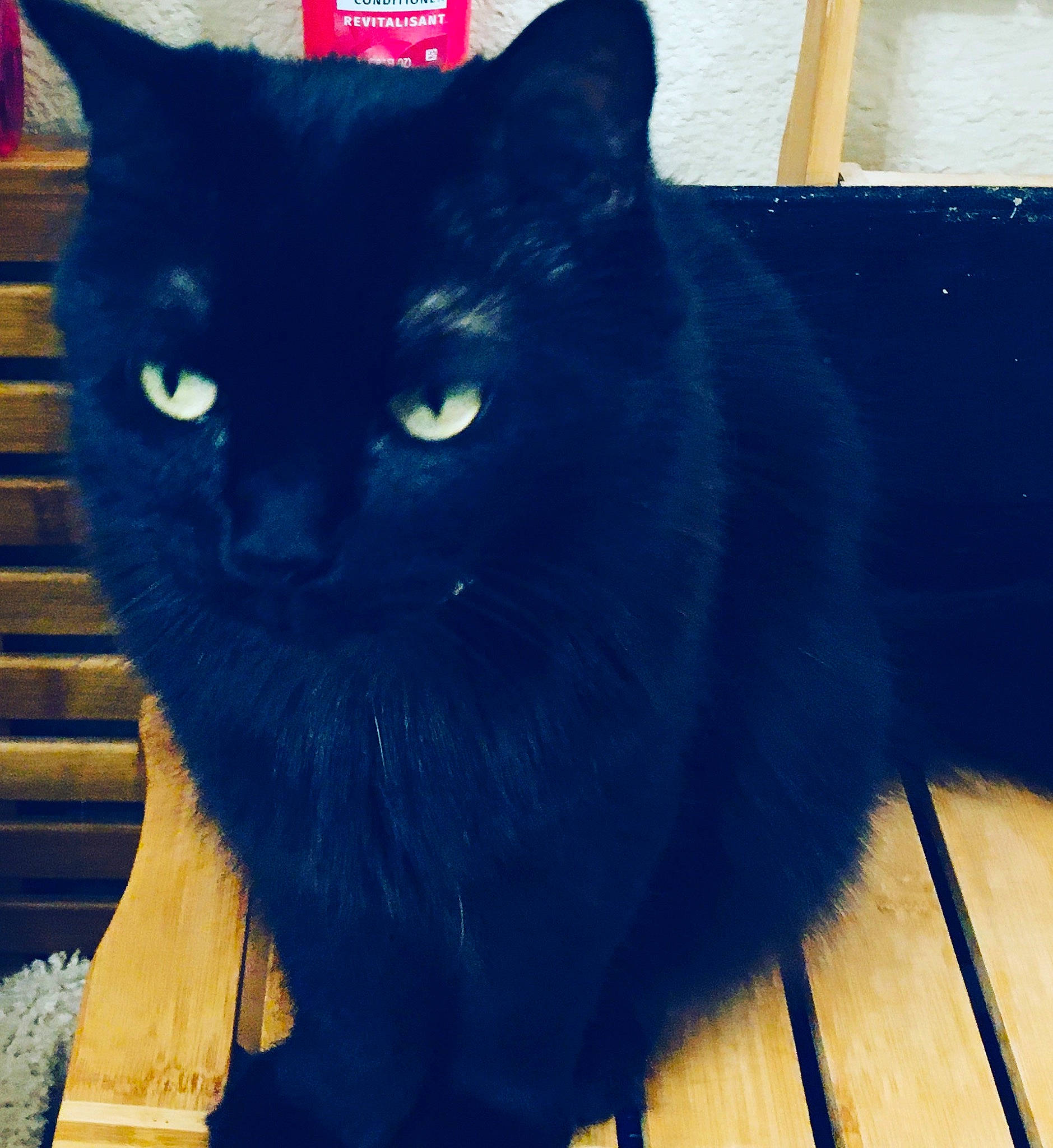 Salem-angel joined the competition — help win amazing prizes! black_cat, blue, bombay, carnivore, cat, domestic_short_haired_cat, electric_blue, felidae, flooring, fur, hardwood, small_to_medium_sized_cats, snout, stairs, tail, terrestrial_animal, whiskers, working_animal