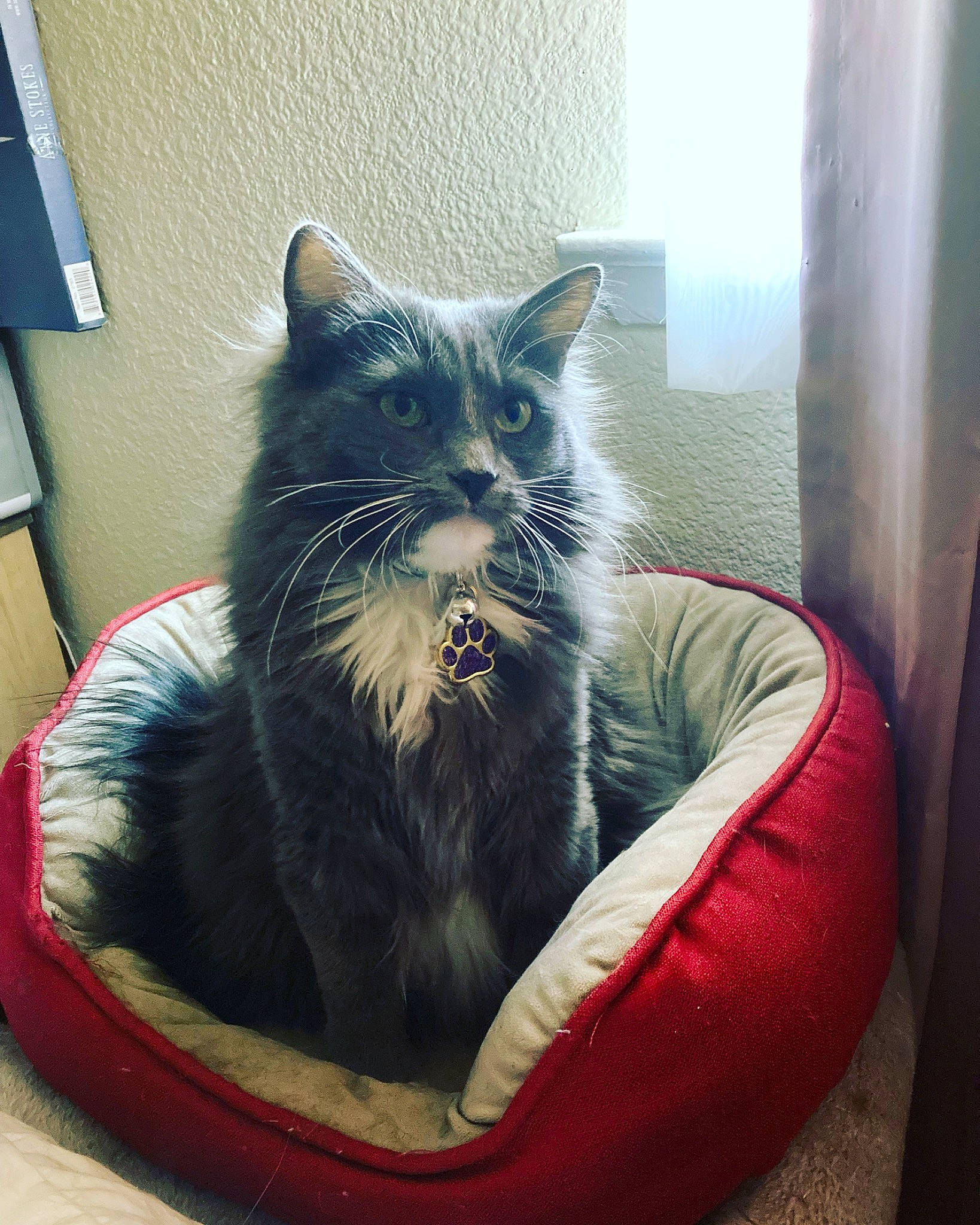 Stormi joined the competition — help win amazing prizes! bean_bag, carnivore, cat, cat_bed, cat_furniture, cat_supply, chair, comfort, couch, domestic_short_haired_cat, electric_blue, felidae, fur, grey, paw, sitting, small_to_medium_sized_cats, tail, whiskers, window