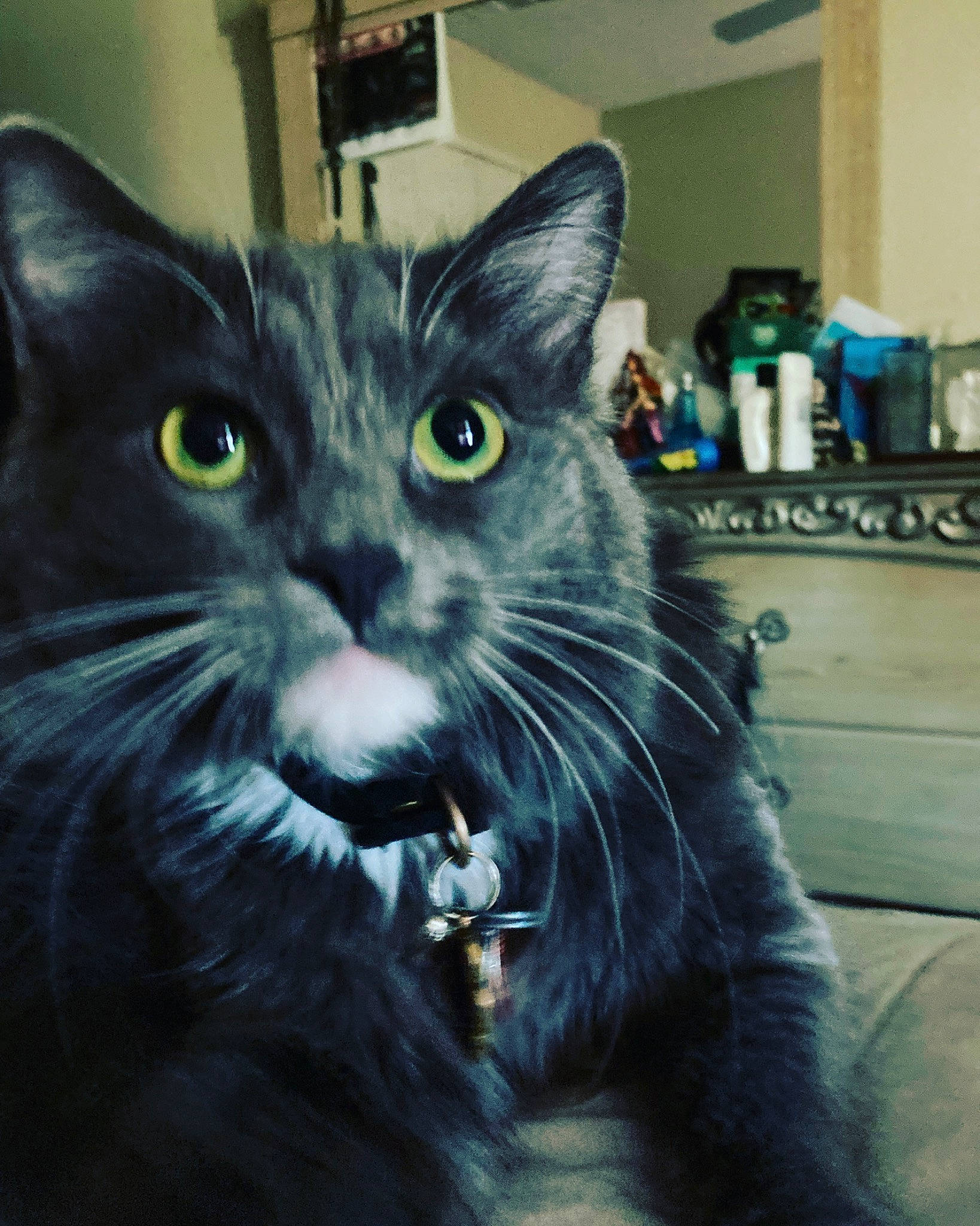 Stormi is registered to the contest to win money with this photo: black_cat, bombay, carnivore, cat, domestic_short_haired_cat, electric_blue, felidae, fur, iris, paw, plant, small_to_medium_sized_cats, snout, tail, terrestrial_animal, whiskers, window