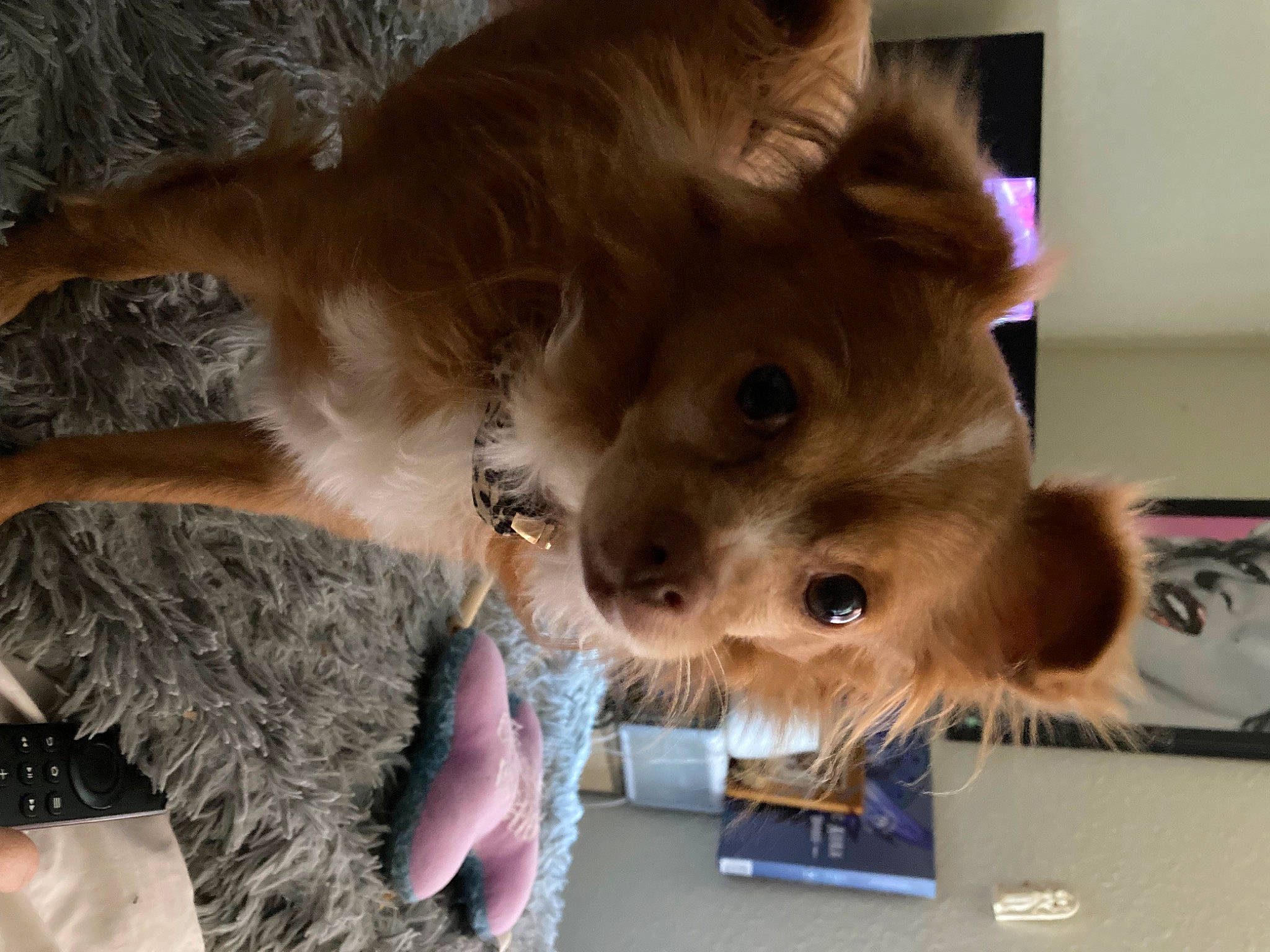 Comet is registered to the contest to win money with this photo: canidae, carnivore, collar, companion_dog, dog, dog_breed, dog_supply, fawn, fur, german_spitz, liver, paw, pomeranian, small_terrier, snout, sporting_group, tail, toy_dog, whiskers, working_animal