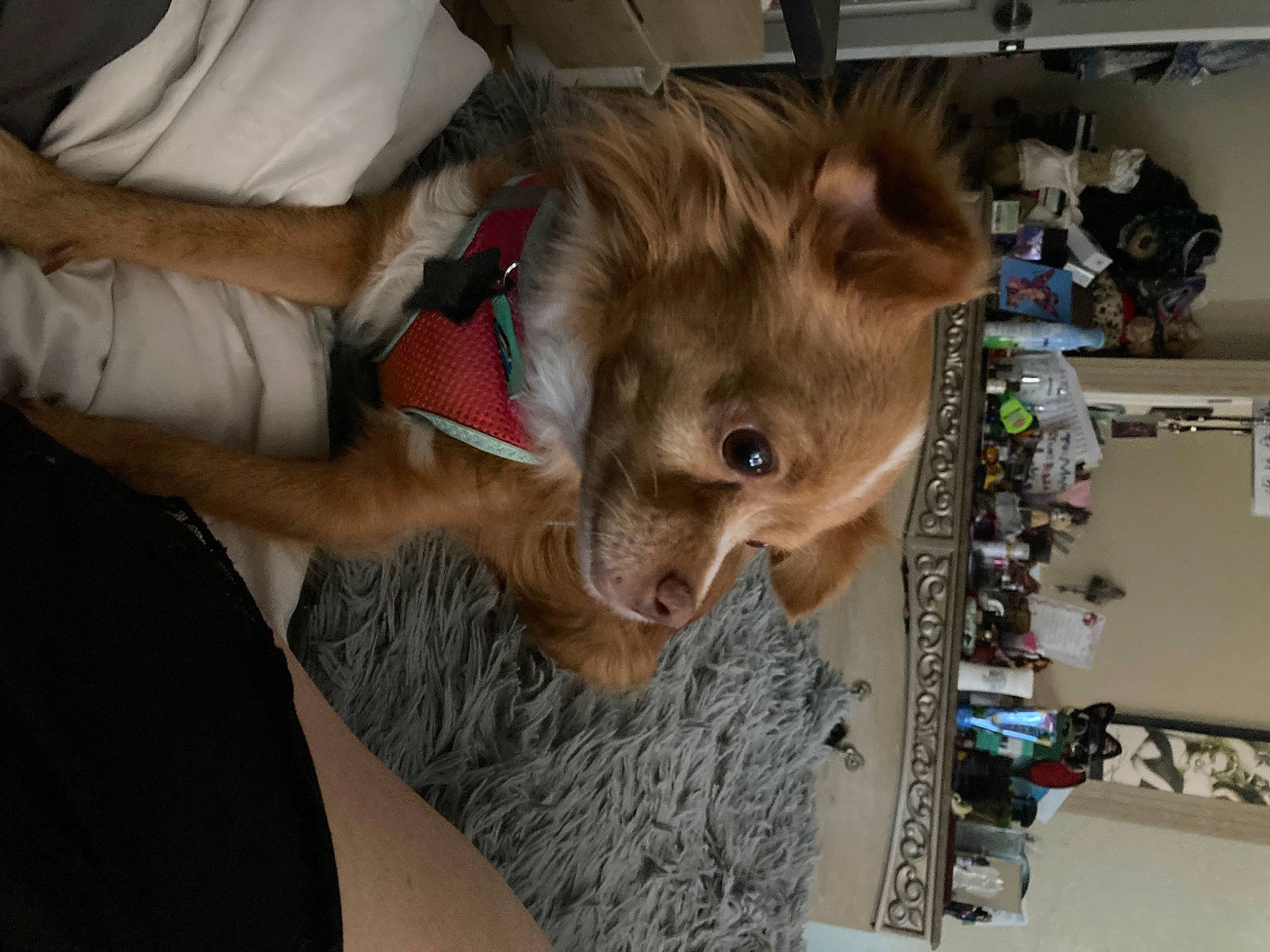 Comet is registered to the contest to win money with this photo: companion_dog, dog_breed, felidae, fun, fur, hair_coloring, machine, rodent, room, small_to_medium_sized_cats, t_shirt, whiskers, working_animal