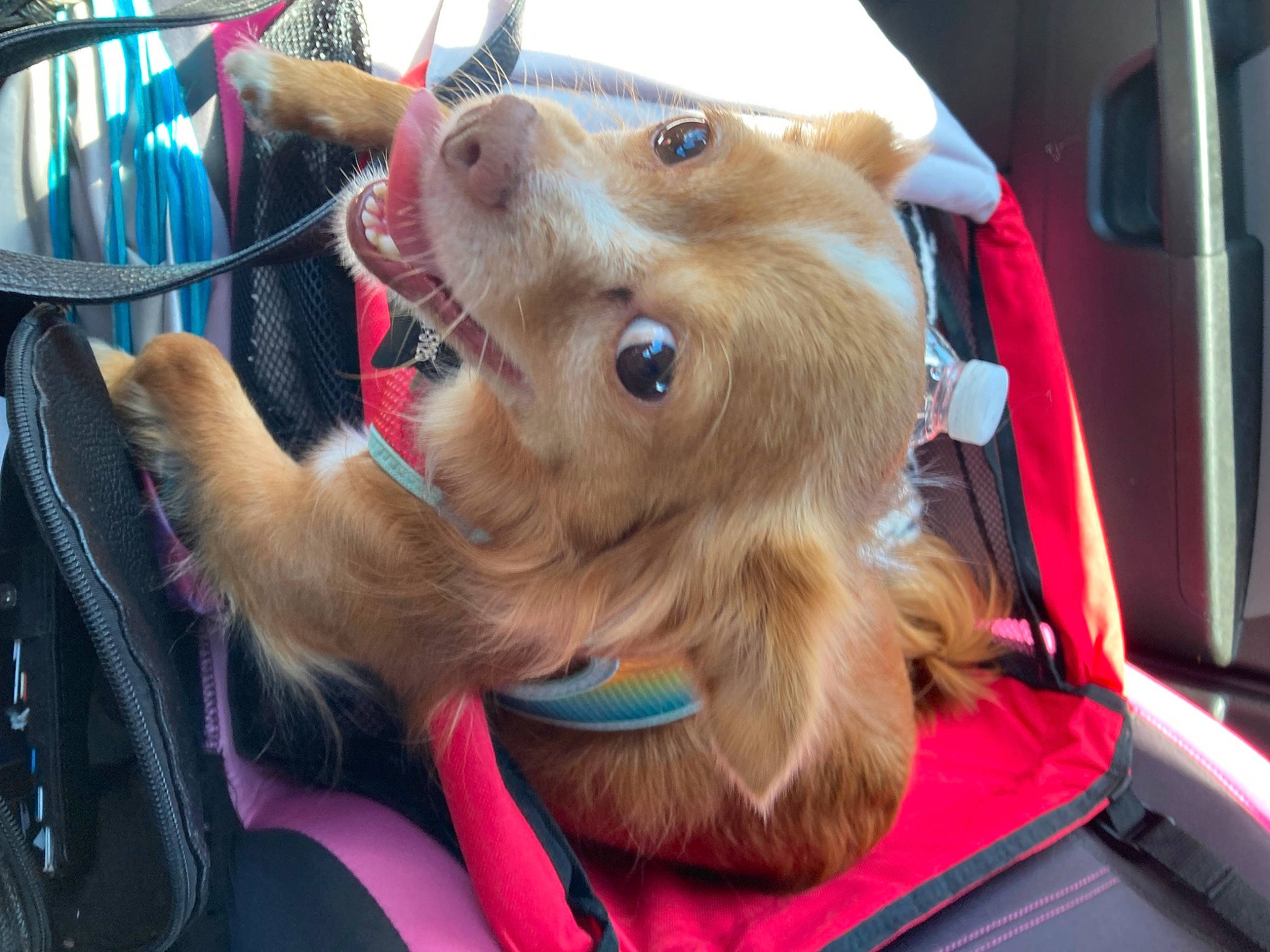 Comet joined the competition — help win amazing prizes! canidae, carnivore, collar, companion_dog, dog, dog_breed, dog_collar, dog_supply, fawn, fur, liver, pomeranian, snout, sporting_group, terrier, toy, toy_dog, whiskers, working_animal, yorkshire_terrier
