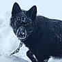 dog, black_dog, snow, winter, animal, pet, outdoor, fur, collar, leash, canine, nature, cold, frozen, snowy, muzzle, ears, alert, walking, portrait