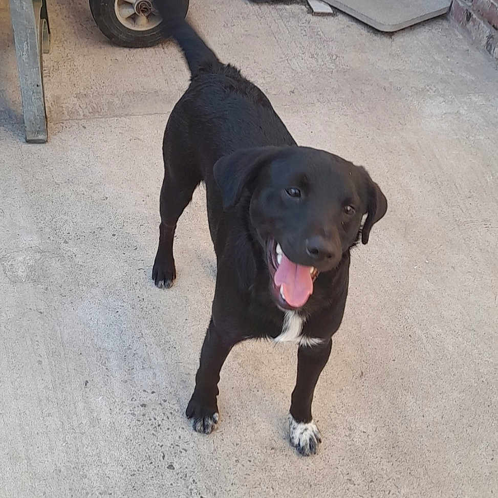 Dyson participe au concours pour gagner de l'argent avec cette photo : animal, bench, black_container, black_dog, brick_wall, canine, close_up, concrete_floor, daylight, dog, happy, outdoor, pet, playful, smiling, standing, tail_wagging, tongue_out, wheel, white_paws