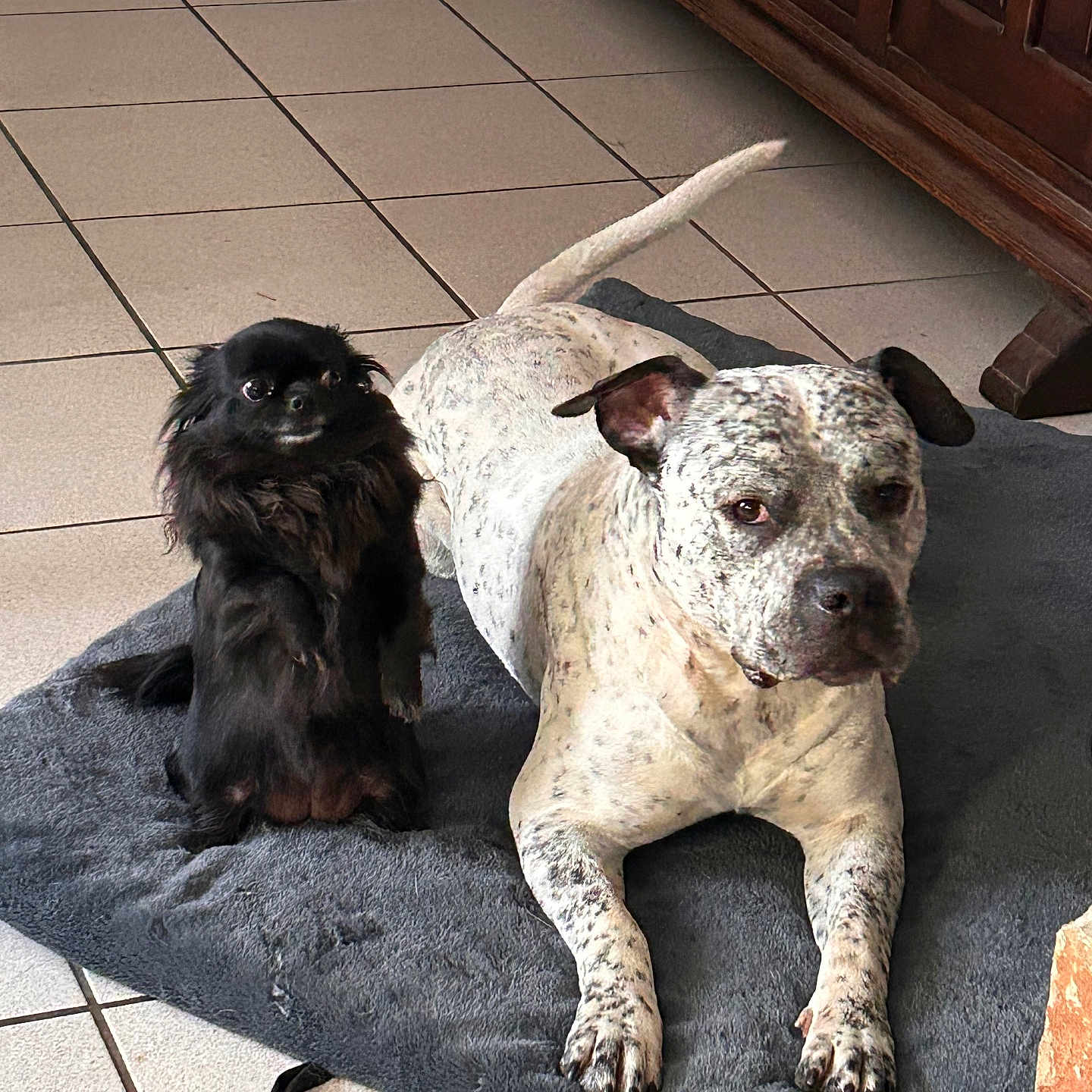 Venom Et Tatouine participe au concours pour gagner de l'argent avec cette photo : dog, pets, black_dog, spotted_dog, floor, tile_floor, mat, indoor, furniture, wooden_furniture, laying_down, sitting, animal, companion, cute, fur, domestic_animal, resting, two_dogs, canine