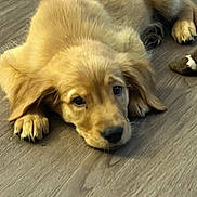 Kona is registered to the contest to win money with this photo: puppy, golden_retriever, dog, pet, lying_down, wooden_floor, fur, cute, young, indoors, animal, mammal, chewed_toy, playful, adorable, expression, face, ears, paw, resting