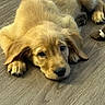 puppy, golden_retriever, dog, pet, lying_down, wooden_floor, fur, cute, young, indoors, animal, mammal, chewed_toy, playful, adorable, expression, face, ears, paw, resting