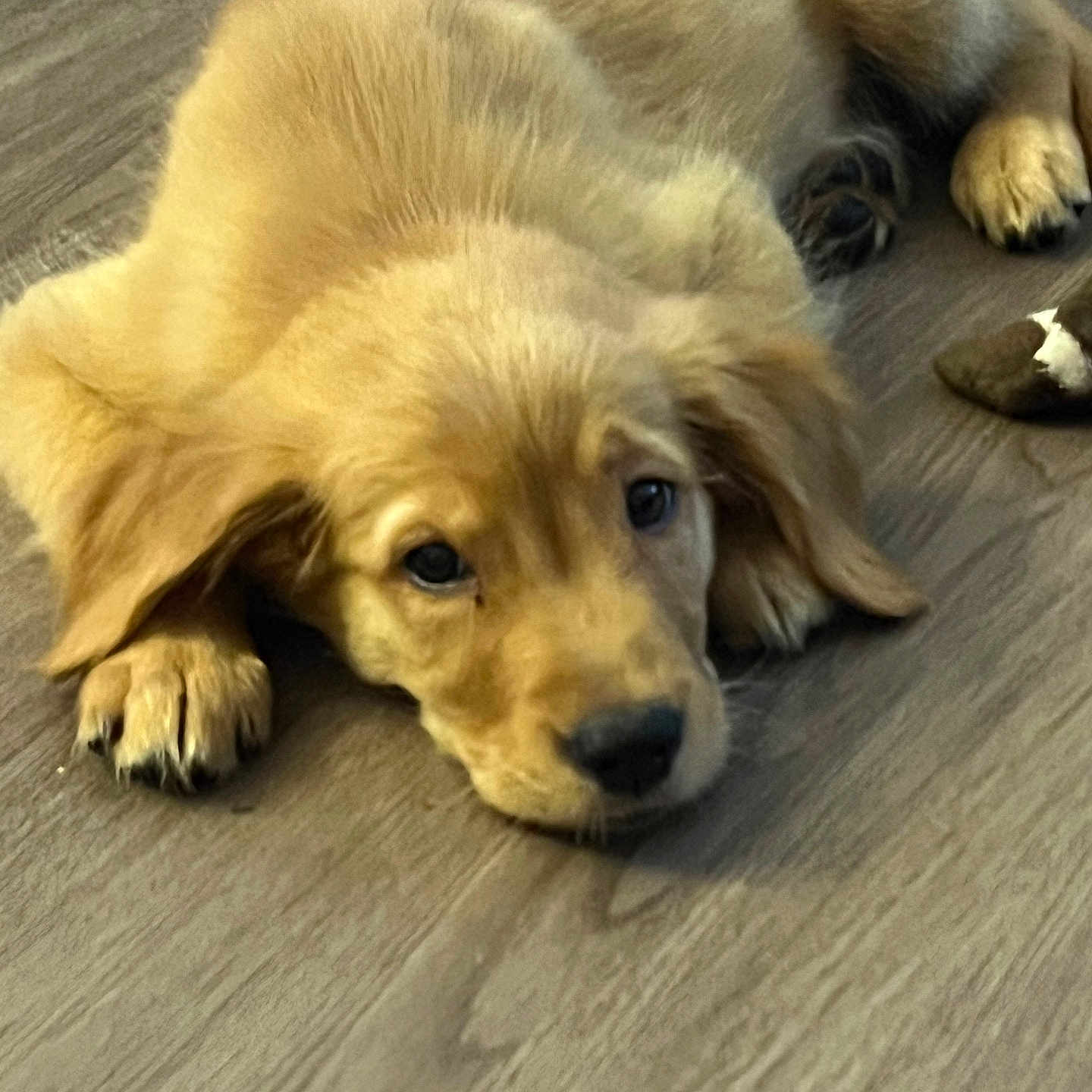 Kona