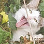 animal, branch, cat, closeup, curious, eye, fur, greenery, ivy, leaf, moss, nature, outdoor, pet, playful, stick, tongue, tongue_out, whiskers, wildlife