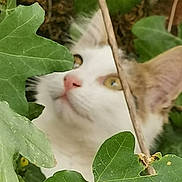 Arthur a rejoint le concours — aidez-le/la à gagner de superbes lots ! animal, cat, close_up, curious, exploration, eyes, face, flora, fur, green_leaves, leaf, mammal, nature, outdoor, pet, plant, portrait, stem, whiskers, wildlife