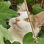animal, cat, close_up, curious, exploration, eyes, face, flora, fur, green_leaves, leaf, mammal, nature, outdoor, pet, plant, portrait, stem, whiskers, wildlife