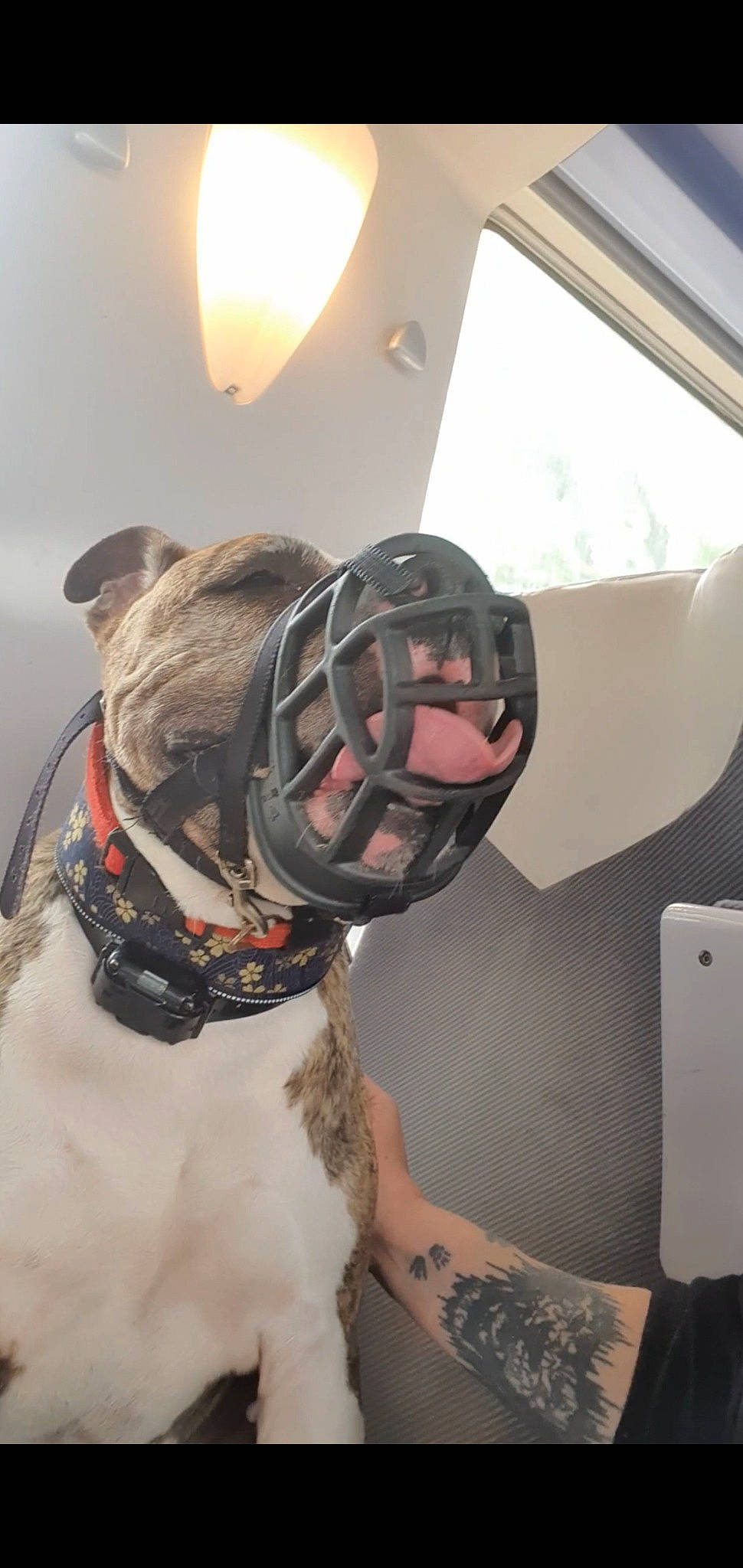 Kaya participe au concours pour gagner de l'argent avec cette photo : carnivore, collar, companion_dog, dog, dog_breed, dog_clothes, dog_collar, dog_supply, eyewear, fashion_accessory, fawn, fur, leash, personal_protective_equipment, pet_supply, snout, sporting_group, toy, whiskers, working_animal