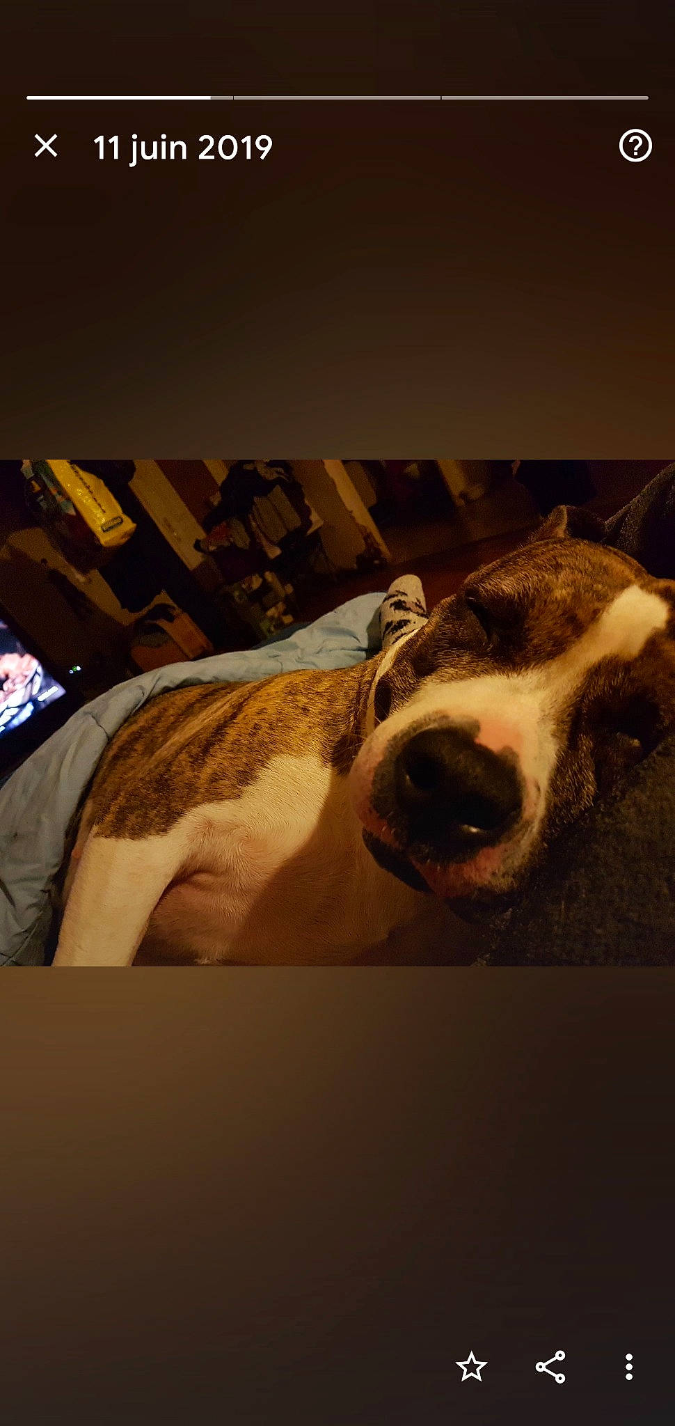 Kaya a rejoint le concours — aidez-le/la à gagner de superbes lots ! art, carnivore, cloud, companion_dog, dairy, dairy_cow, dog_breed, eyewear, fawn, fur, landscape, livestock, metal, sky, terrestrial_animal, tints_and_shades, visual_arts, whiskers, wood, working_animal