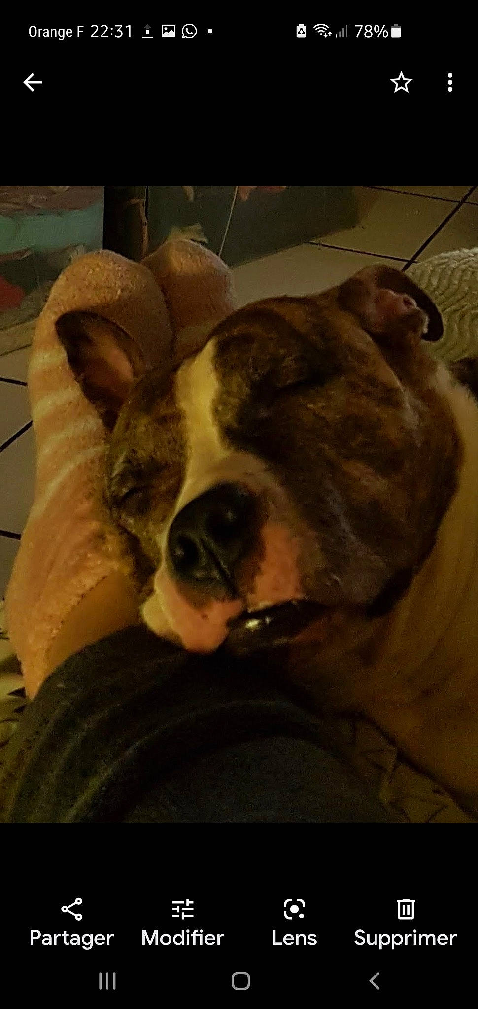 Kaya a rejoint le concours — aidez-le/la à gagner de superbes lots ! bulldog, canidae, carnivore, comfort, companion_dog, dog, dog_breed, ear, eye, fawn, flesh, jaw, molosser, selfie, snout, sporting_group, terrestrial_animal, whiskers, working_animal, wrinkle