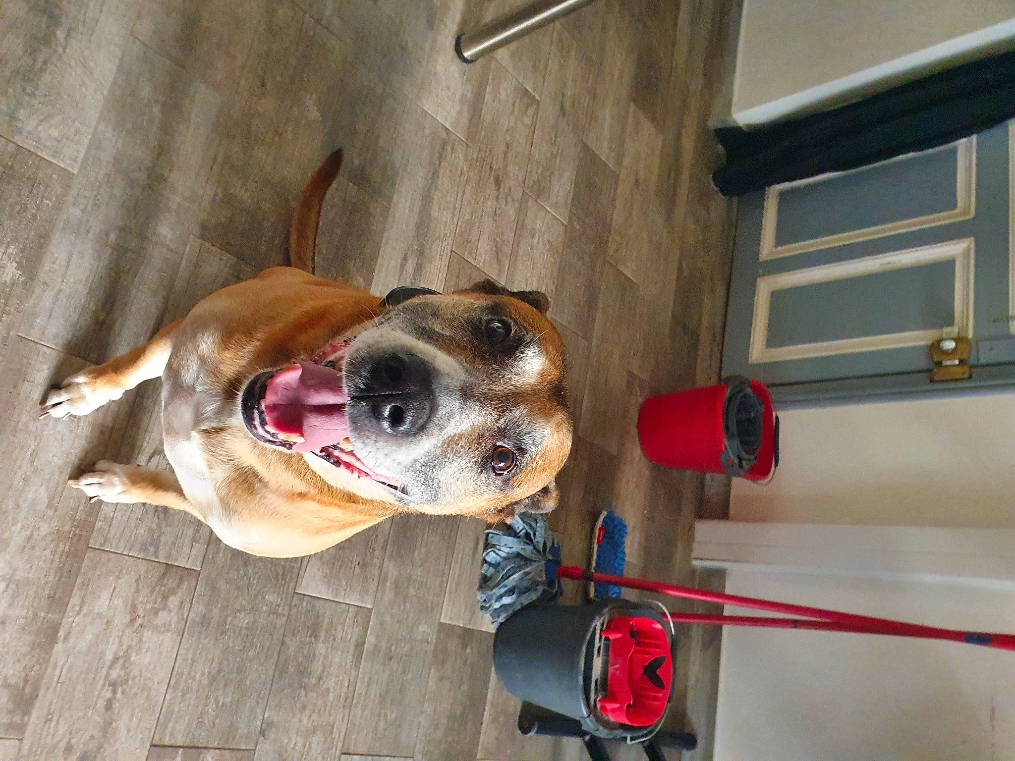 Prince participe au concours pour gagner de l'argent avec cette photo : canidae, carnivore, collar, companion_dog, dog, dog_breed, dog_collar, dog_supply, fawn, leash, liver, non_sporting_group, pet_supply, snout, sporting_group, whiskers, wood, working_animal, working_dog