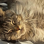 Evie is registered to the contest to win money with this photo: cat, fluffy, sleeping, closeup, whiskers, feline, pet, animal, fur, relaxed, cozy, indoor, striped, portrait, nose, face, bed, blanket, soft, sunlight