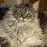 Evie joined the competition — help win amazing prizes! cat, maine_coon, fluffy, long_hair, indoor, pet, animal, feline, green_eyes, portrait, close_up, relaxed, cozy, domestic, whiskers, ears, fur, looking_at_camera, home, soft_lighting