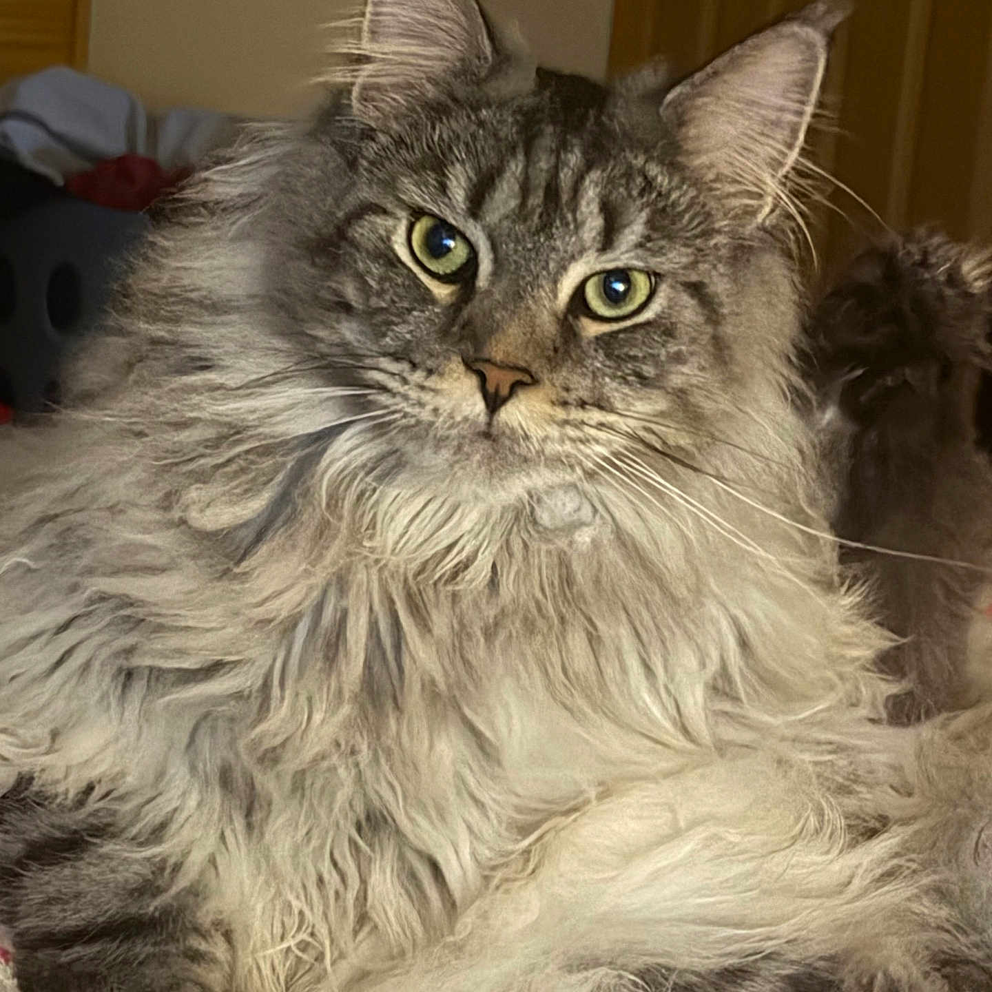 Evie joined the competition — help win amazing prizes! cat, maine_coon, fluffy, long_hair, indoor, pet, animal, feline, green_eyes, portrait, close_up, relaxed, cozy, domestic, whiskers, ears, fur, looking_at_camera, home, soft_lighting